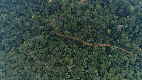 Quảng Nam thí điểm kinh doanh tín chỉ carbon rừng (11/07/2022)